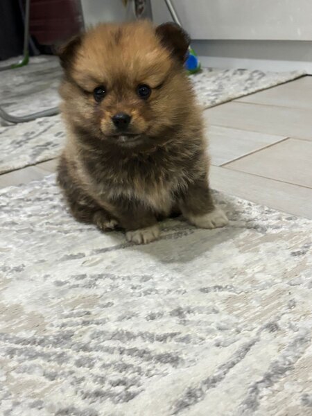Pomeranian