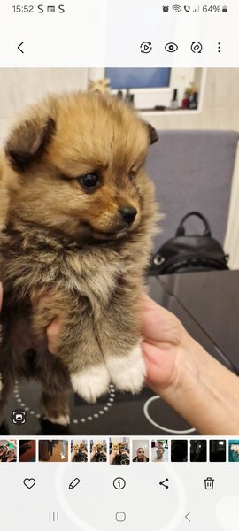 Pomeranian