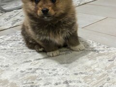 Pomeranian